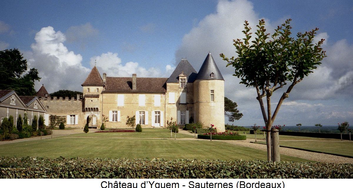 Château D’yquem 2019, La Narrazione Moderna