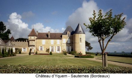 Château D’yquem 2019, La Narrazione Moderna